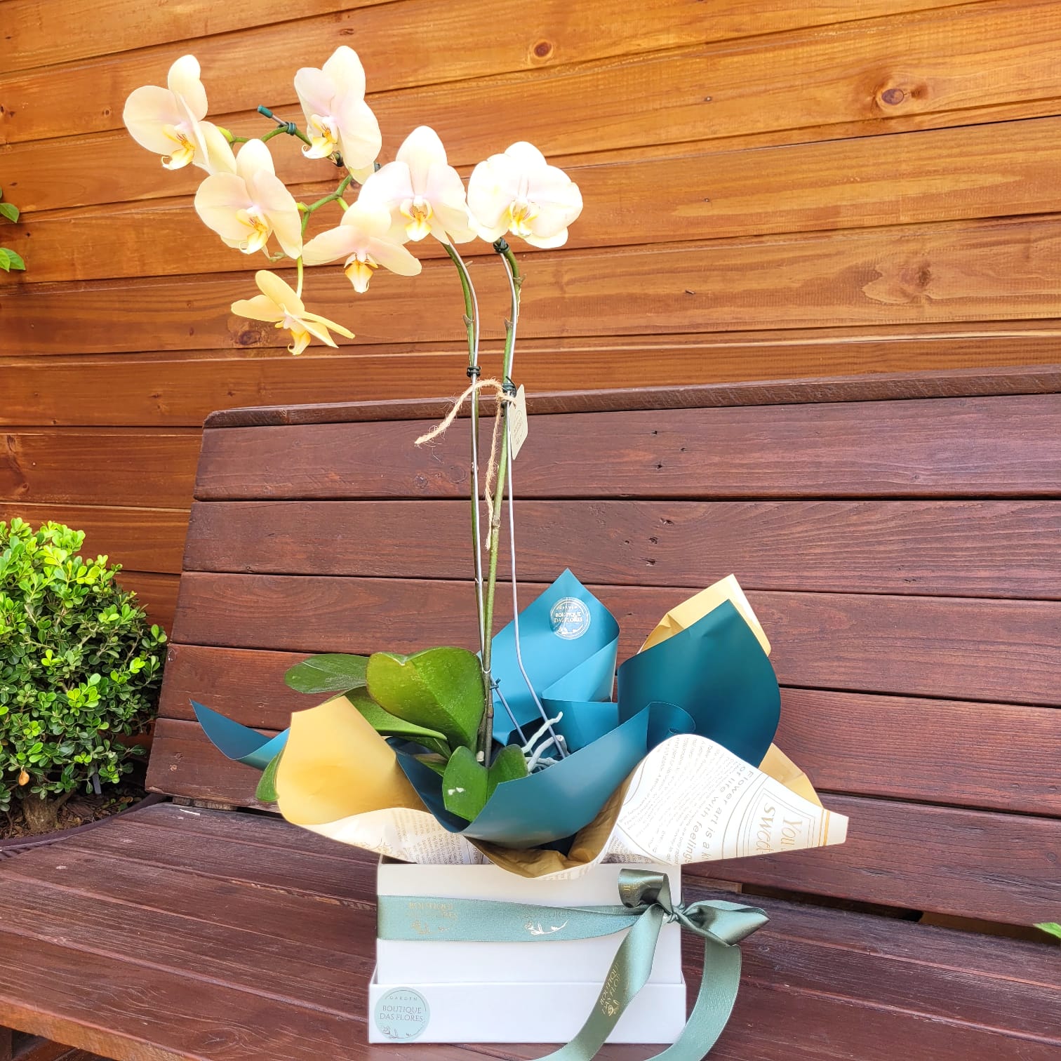 orquidea na box para presente